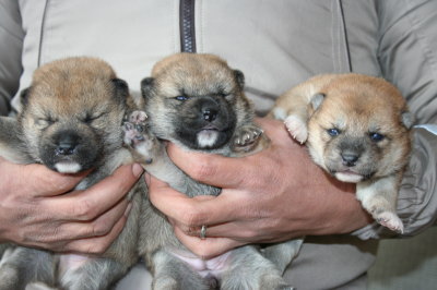 柴犬茶色(赤)の子犬オス1頭メス2頭、生後2週間画像