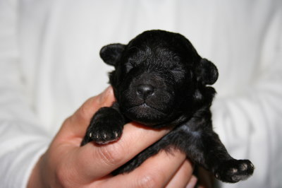 トイプードルシルバー(グレー)の子犬オス、生後1週間画像