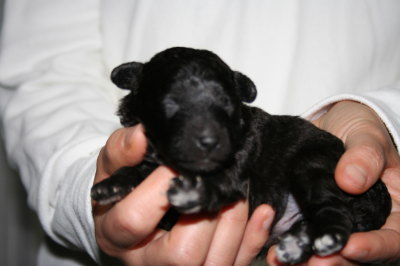 トイプードルシルバー(グレー)の子犬オス、生後1週間画像