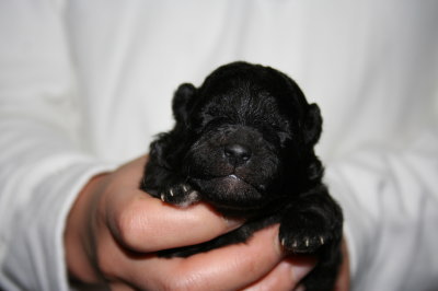 トイプードルシルバー(グレー)の子犬メス、生後1週間画像