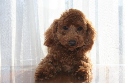 トイプードルレッドの子犬オス、生後6ヶ月半画像