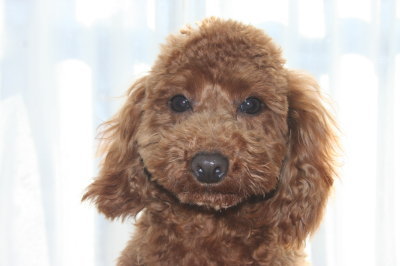 トイプードルレッドの子犬オス、生後6ヶ月半画像
