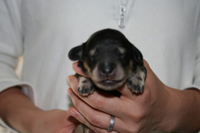 ミニチュアダックスブラッククリームの子犬オス、生後1週間画像