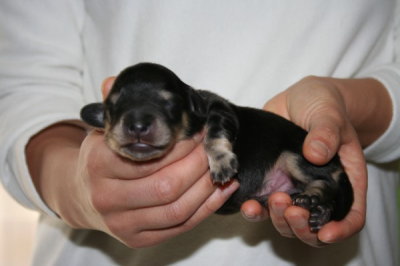 ミニチュアダックスブラッククリームの子犬オス、生後1週間画像