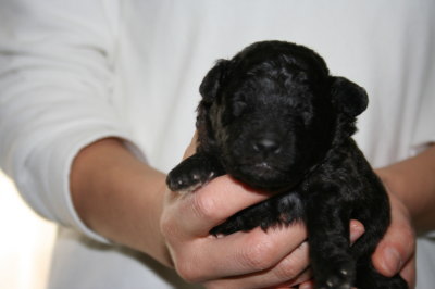 トイプードルシルバー(グレー)の子犬オス、生後2週間画像