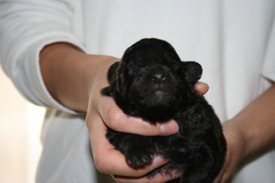 トイプードルシルバー(グレー)の子犬メス、生後2週間画像