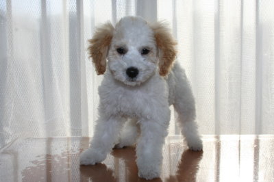 トイプードル白茶(赤)パーティーカラーの子犬オス、生後3ヶ月画像