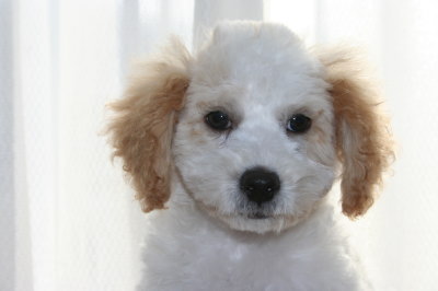 トイプードル白茶(赤)パーティーカラーの子犬オス、生後3ヶ月画像