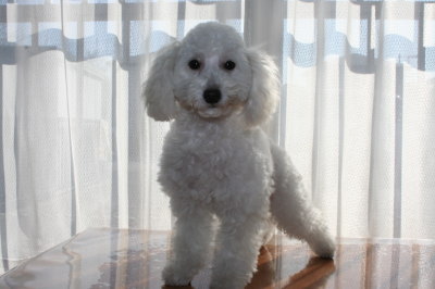 トイプードルホワイト(白色)の子犬メス、生後半年画像
