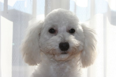 トイプードルホワイト(白色)の子犬メス、生後半年画像