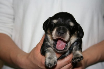 ミニチュアダックスブラッククリームの子犬オス、生後2週間画像