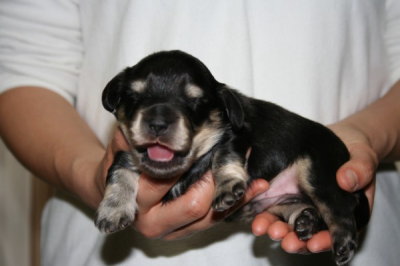 ミニチュアダックスブラッククリームの子犬オス、生後2週間画像