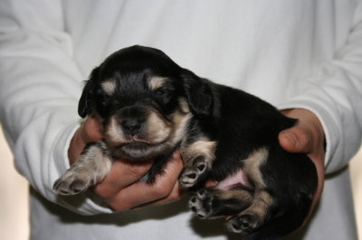 ミニチュアダックスブラッククリームの子犬オス、生後3週間画像