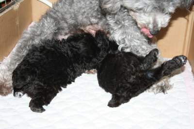 トイプードルシルバー(グレー)の子犬オスメス、生後4週間画像