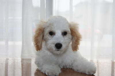 トイプードル白茶(赤)パーティーカラーの子犬オス、生後3ヶ月半画像