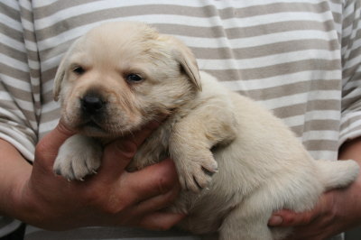 ラブラドールイエロー(クリーム)の子犬メス、生後3週間画像