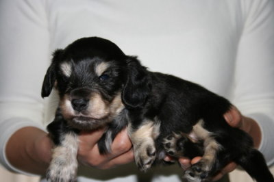 ミニチュアダックスブラッククリームの子犬オス、生後4週間画像