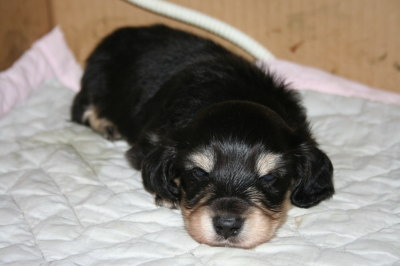ミニチュアダックスブラッククリームの子犬オス、生後4週間画像