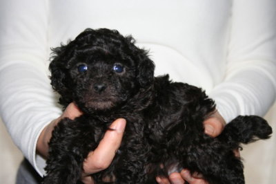 トイプードルシルバー(グレー)の子犬オス、生後5週間画像