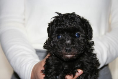 トイプードルシルバー(グレー)の子犬メス、生後5週間画像