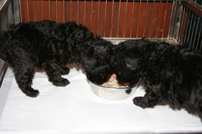 トイプードルシルバー(グレー)の子犬オスメス、生後5週間画像