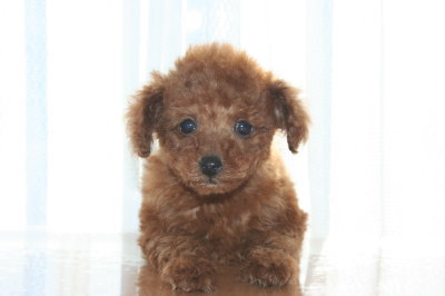 タイニーサイズ☆トイプードルレッドの子犬メス、生後2ヶ月画像