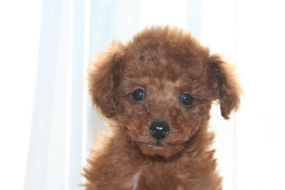 タイニーサイズ☆トイプードルレッドの子犬メス、生後2ヶ月画像