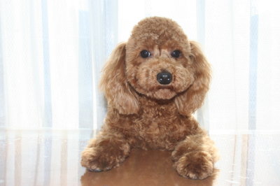 トイプードルレッドの子犬オス、生後8ヶ月画像