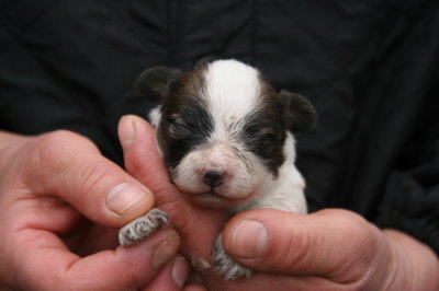 パピヨン白茶の子犬メス、生後10日画像