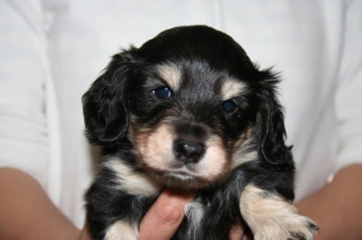 ミニチュアダックスブラッククリームの子犬オス、生後5週間画像