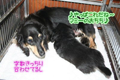 ミニチュアダックスブラッククリームの子犬オス、生後5週間画像