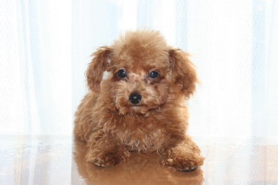 ティーカッププードルレッドの子犬オス、生後3ヶ月半画像