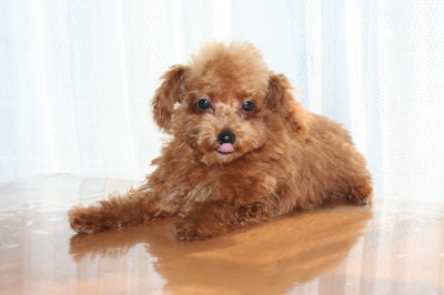 ティーカッププードルレッドの子犬オス、生後3ヶ月半画像