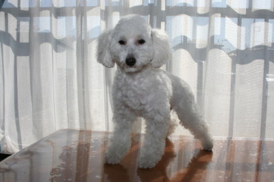 トイプードルホワイト(白色)の子犬メス、生後7ヶ月画像