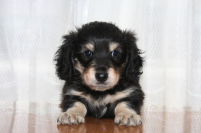 ミニチュアダックスブラッククリームの子犬オス、生後6週間画像
