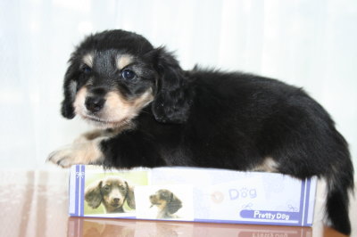 ミニチュアダックスブラッククリームの子犬オス、生後6週間画像