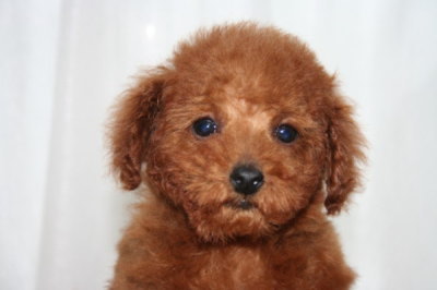 タイニーサイズ☆トイプードルレッドの子犬メス、生後2ヶ月半画像