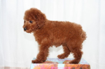 タイニーサイズ☆トイプードルレッドの子犬メス、生後2ヶ月半画像