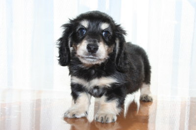 ミニチュアダックスブラッククリームの子犬オス、生後7週間画像