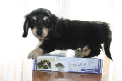 ミニチュアダックスブラッククリームの子犬オス、生後7週間画像
