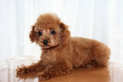 ティーカッププードルレッドの子犬オス、生後4ヶ月画像