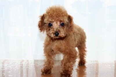 ティーカッププードルレッドの子犬オス、生後4ヶ月画像
