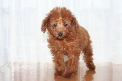 トイプードルレッドの子犬メス、生後2ヶ月半画像