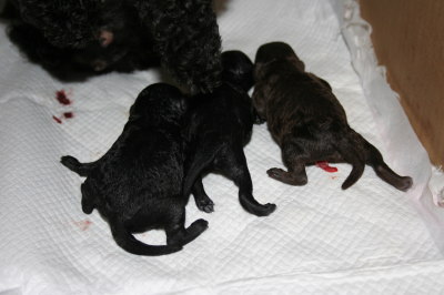 トイプードルブラック(黒色)ブラウン、出産したばかりの画像