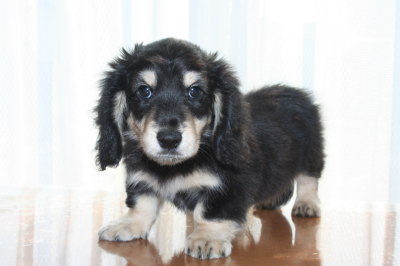 ミニチュアダックスブラッククリームの子犬オス、生後２ヶ月画像