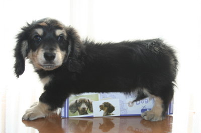 ミニチュアダックスブラッククリームの子犬オス、生後２ヶ月画像