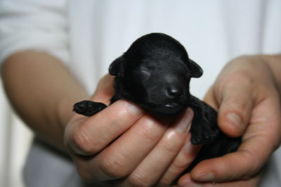 トイプードルブラック(黒色)の子犬オス、生後3日画像