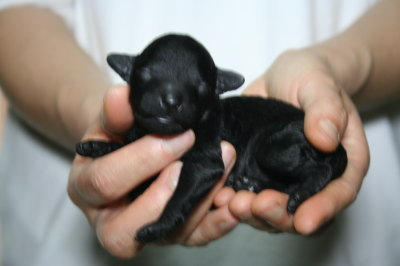 トイプードルブラック(黒色)の子犬メス、生後3日画像