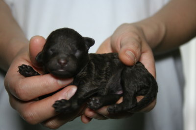トイプードルブラウンの子犬オス、生後3日画像