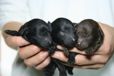 トイプードルの子犬、ブラック(黒色)オスメス、ブラウンオス、生後3日画像